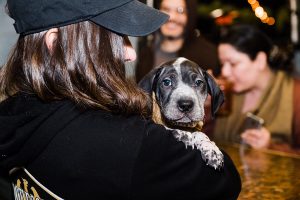Puppy dog held at the bar