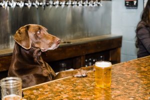 Dog peeks over the bar with a beer in front of them